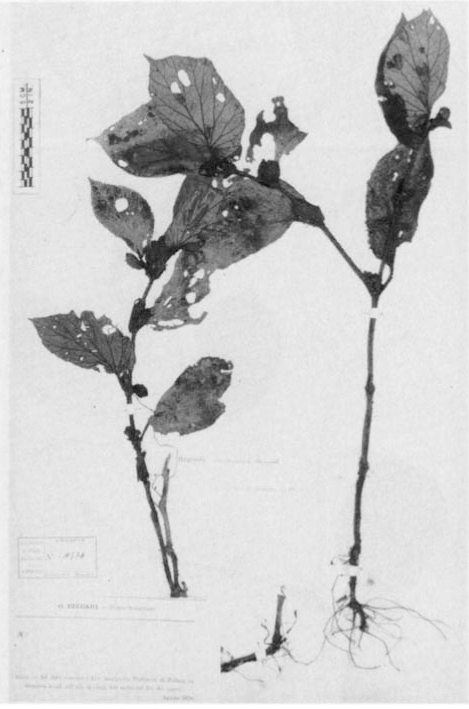 B. aberrans